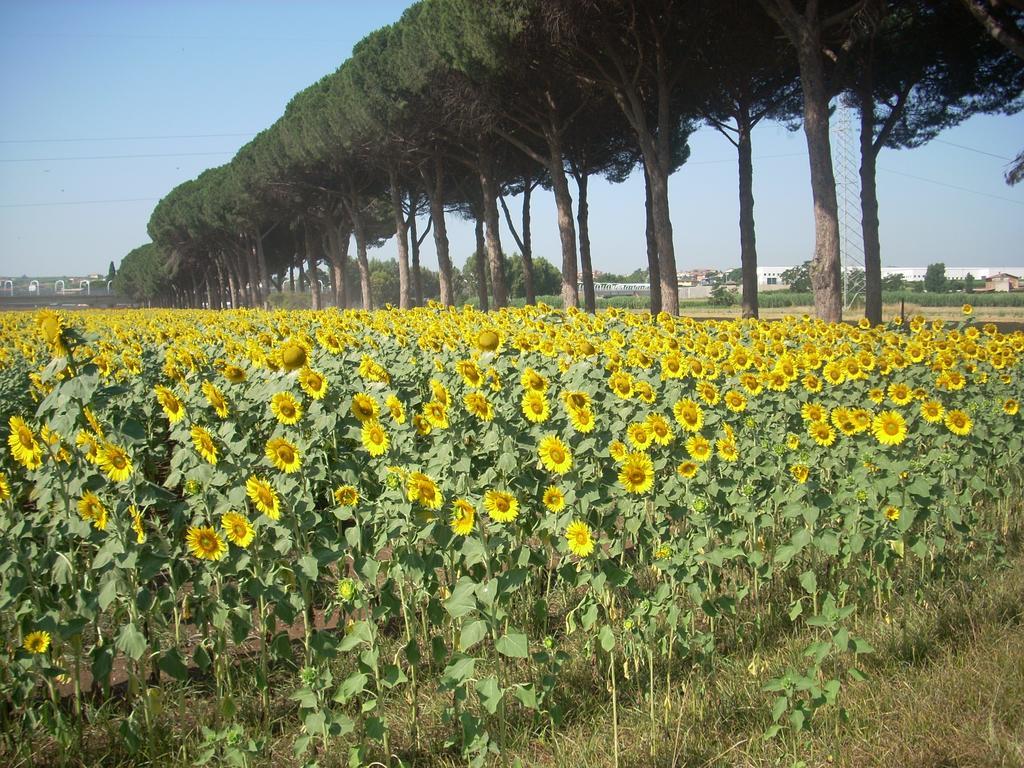 Agriturismo Pantano Borghese Monte Compatri 部屋 写真